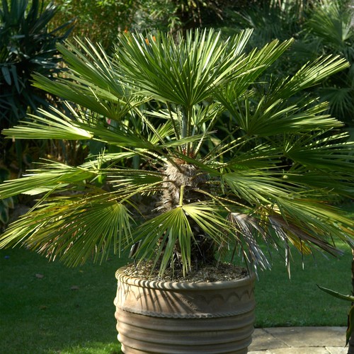 Chamaerops humilis european - chamaerops,