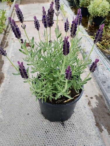 French lavenders garden plants - french,