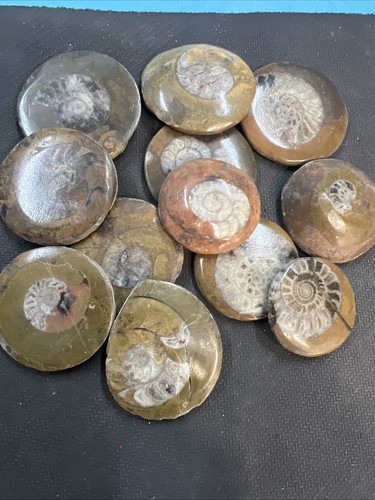 Premium gonlatites fossils - x2,