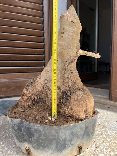Olive bonsai yamadori sicily - olive,