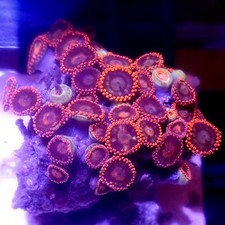 WYSIWYG 30+ Polyps red and blue Zoas - See description corals frag frags
