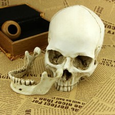 White Resin Replica Skull 1:1