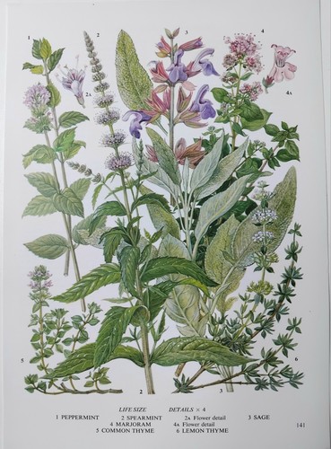 Vintage botanical herb print - vintage,