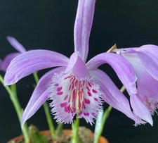 Pleione (Himalayan/Orchid)