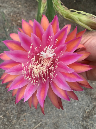 Epiphyllum razzle dazzle - epiphyllum,