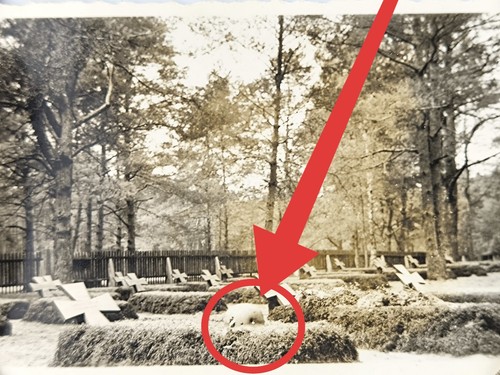 Ww2 photo military cemetery - military,