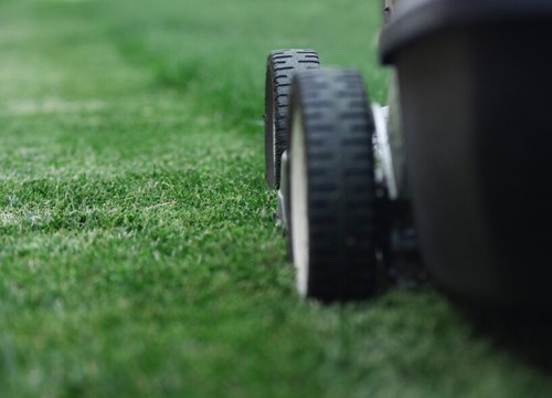 1kg premium green grass - premium,