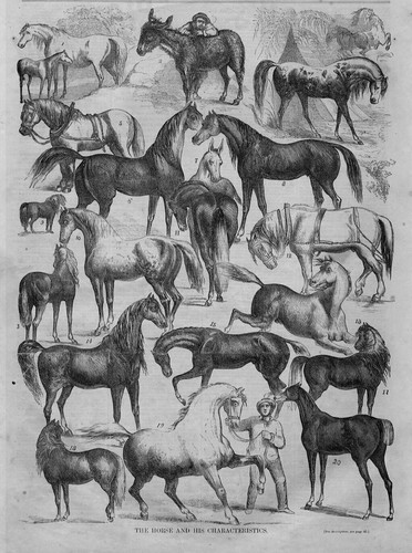 Horses shetland pony arabian - horses,