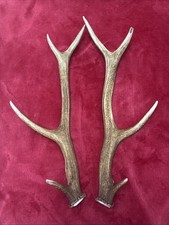 PAIR OF RED DEER ANTLERS 492g