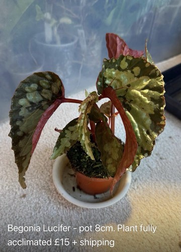 Begonia lucifer houseplant - begonia,