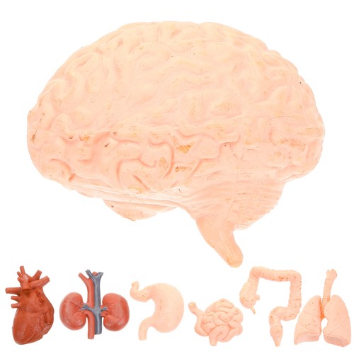 Pcs brain anatomy model - anatomy,
