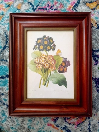 Redoute flowers primula - redoute,