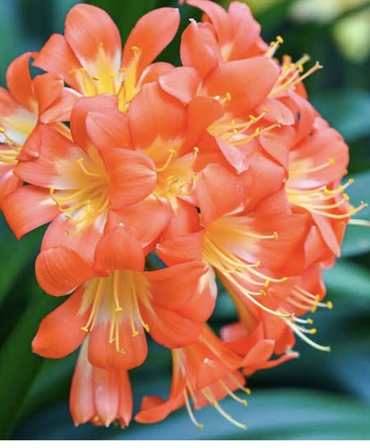 Mature clivia bulb plant 35 - clivia, $35