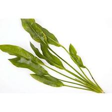 Mixed - Tropical Water Live Aquarium Plants