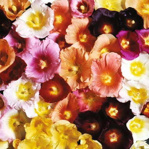 Hollyhock seeds hardy - hollyhock,