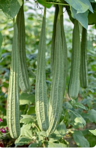 Ridge gourd luffa - gourd/luffa, high