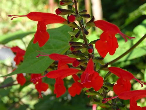 Texas red sage salvia - sage,