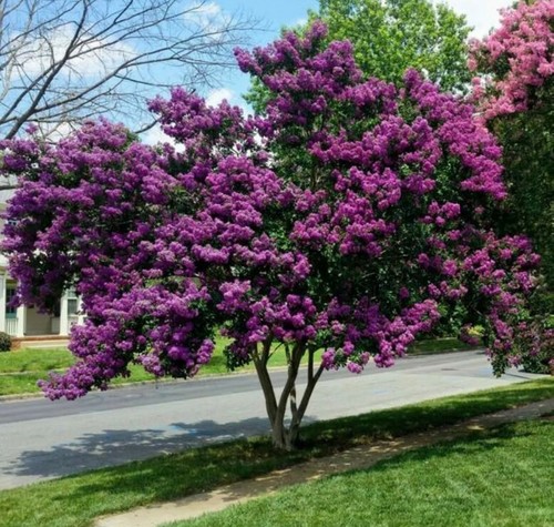 Milk crape myrtle - milk,
