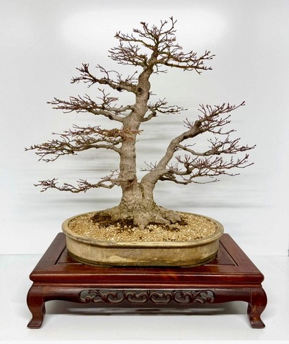 Mountain maple bonsai - maple,