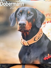 Doberman Dobermann dog