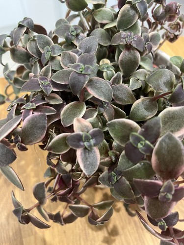 Crassula marginalis calico - marginalis, 'calico