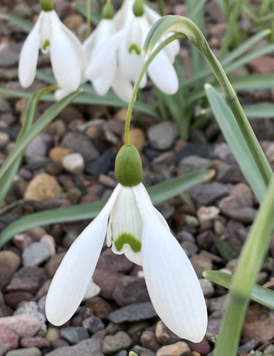 Galanthus wisley magnet - galanthus, ‘wisley