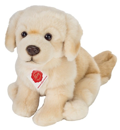 Golden retriever teddy - retriever,