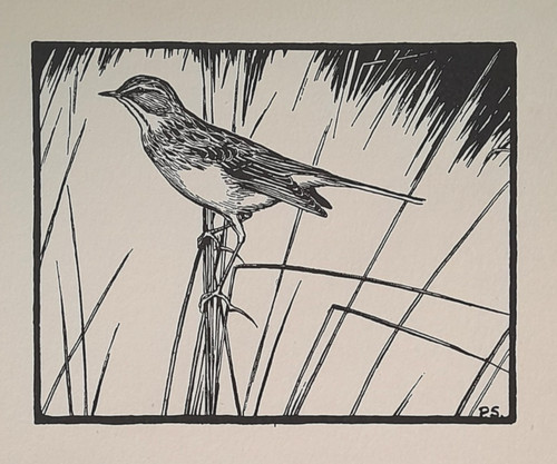 Meadow pipit - meadow, meadow-pipit