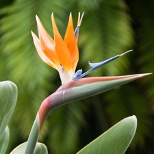 Indoor Plants Pair, Bird of Paradise Strelitzia, tropical flowers, 2 x 9cm pots