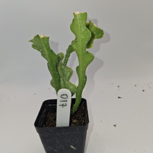 Zig zag cactus fishbone - zag,