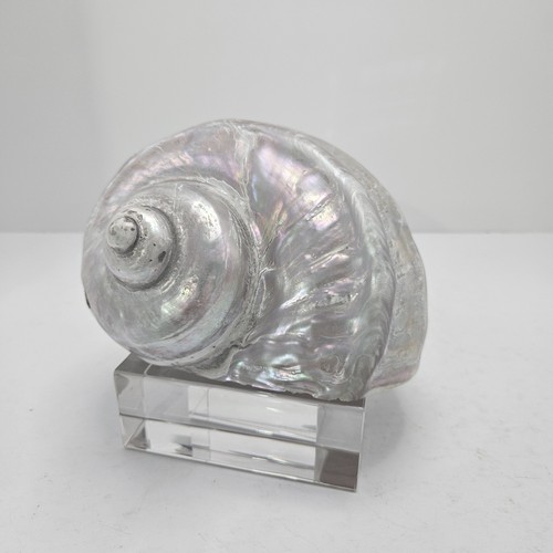 Turbo marmoratus shell - turbo,