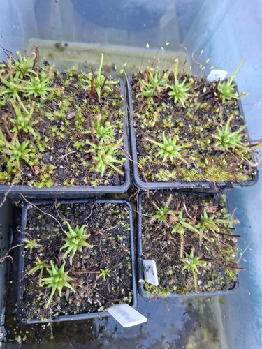 Carnivorous plant drosera - plant,