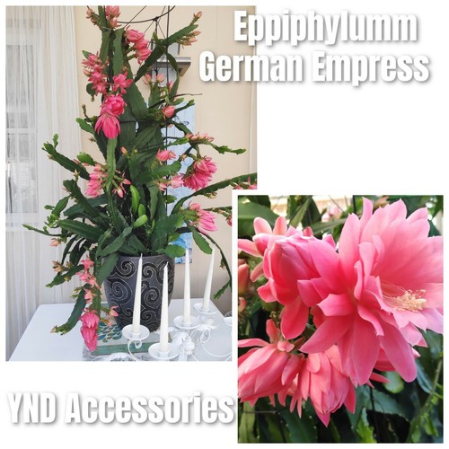 Rare epiphyllum german - rare,