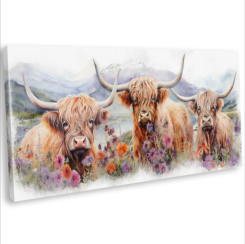 Highland cows the meadow - in,