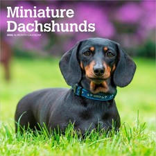 Miniature Dachshunds Calendar