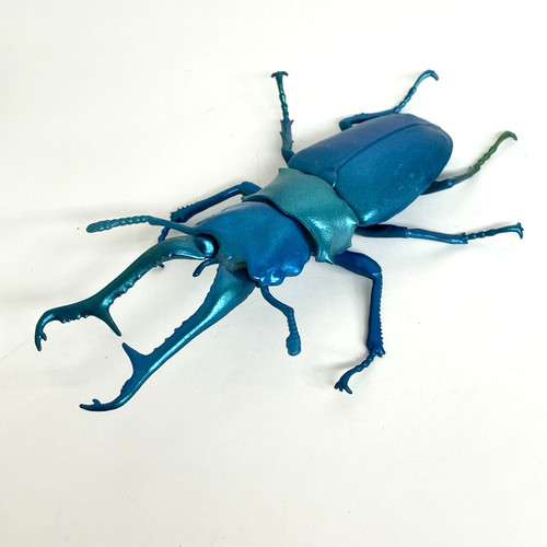 Size giraffe stag beetle - size,