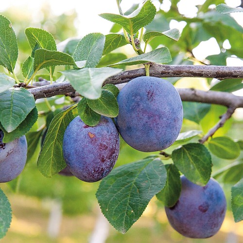 Mini fruit tree patio - fruit,
