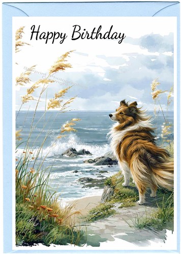 Shetland sheepdog sheltie - /,