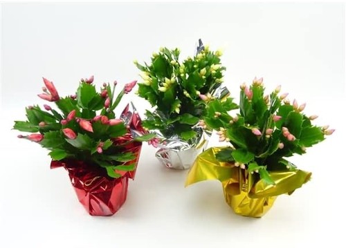 Mix colour christmas - mix,