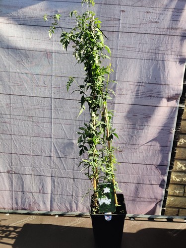 Climbing jasminum affine - climbing, 3l