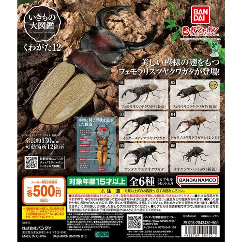 Beetle encyclopedia stag - beetle,