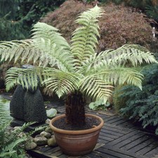 Tree Fern Dicksonia