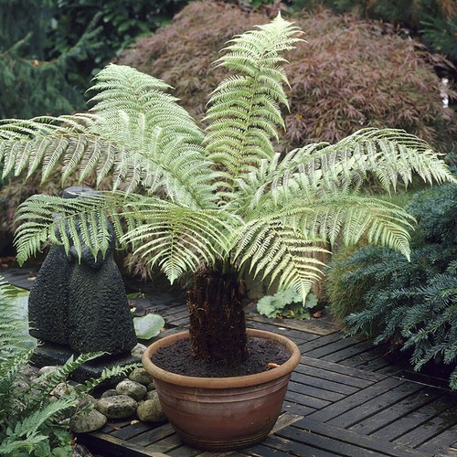 Tree fern dicksonia - tree,