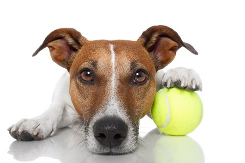 Used tennis balls - 50,