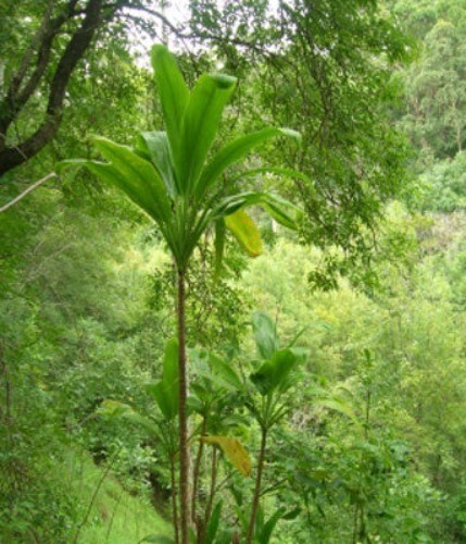 Cordyline wide leaf - |, 5