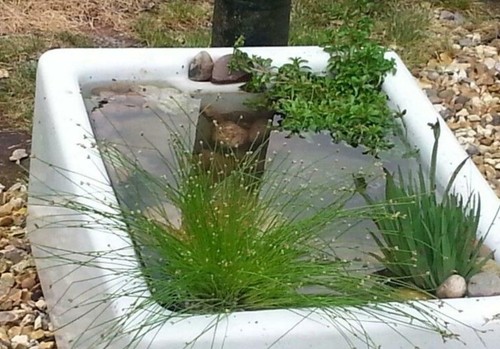 Wildlife pond starter - pack., 4