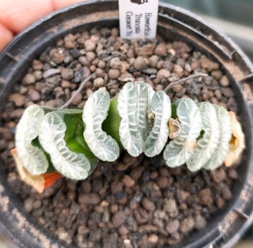 Haworthia truncata consort - haworthia, 'consort