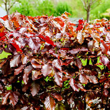 1 Copper Beech 3-4ft Purple Hedging Tree, Stunning all Year Colour 90-120cm