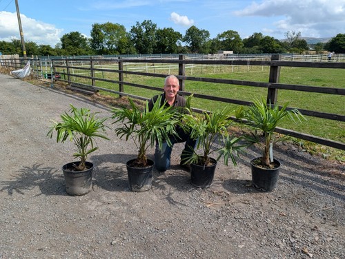 12ltr 3ft inc pot 15 - 12ltr,