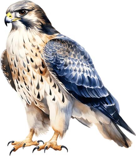 Watercolour falcon bird - watercolour, wall